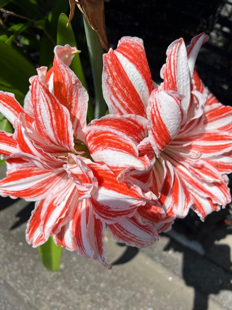 Amazon.co.jp: アマリリス 大輪八重咲き 白とオレンジ、珍しい 鉢植え